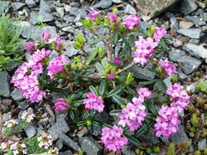 Daphne arbuscula x sericea